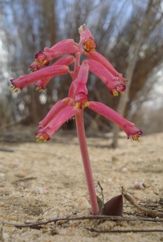 Lachenalia punctata performing in sand